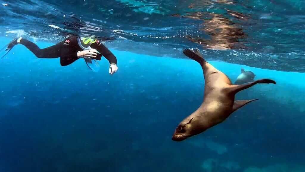 Freediving with a sea lion at Concha Perla