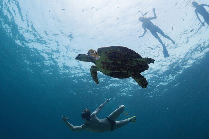 Freediving with a sea turtle at Concha Perla